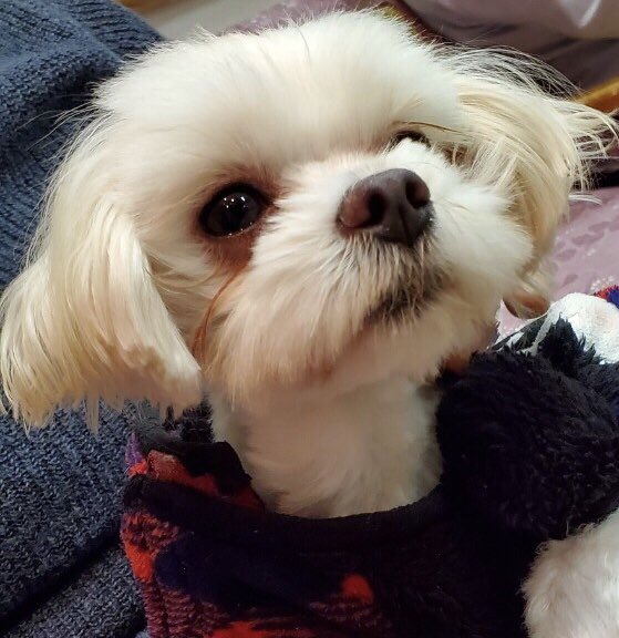 【運命の赤い糸見～つけた💓マルチーズのショウ君💕】2020,1,28